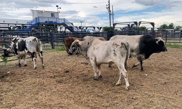 COVID turns rodeo ‘stock market’ bullish