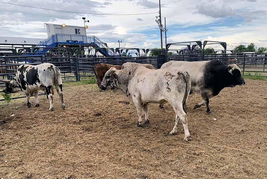 COVID turns rodeo ‘stock market’ bullish