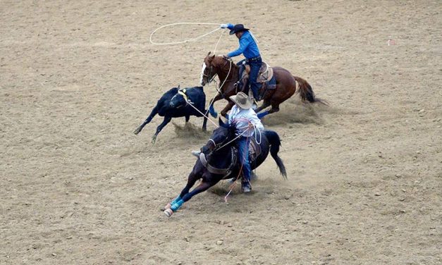 Riding it out:  COVID throws rodeo season for a loop