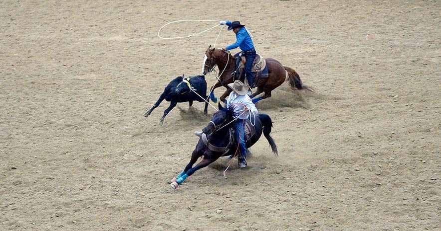 Riding it out:  COVID throws rodeo season for a loop