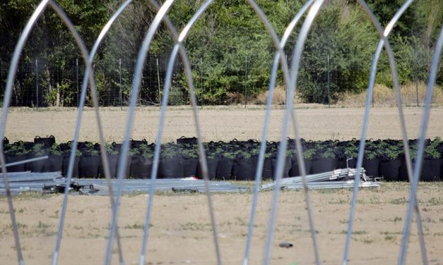 Benally ignores Nation with hemp operation