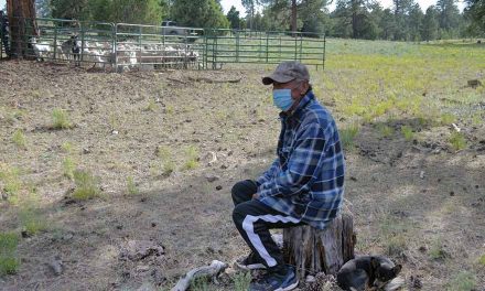 ‘Where the fire started’: 65-year-old sheepherder evacuates with herd