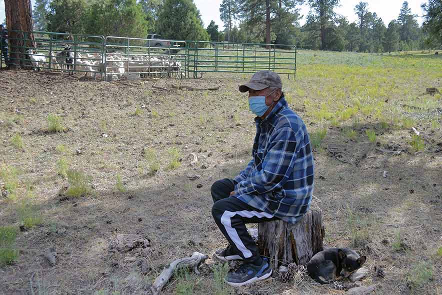 ‘Where the fire started’: 65-year-old sheepherder evacuates with herd