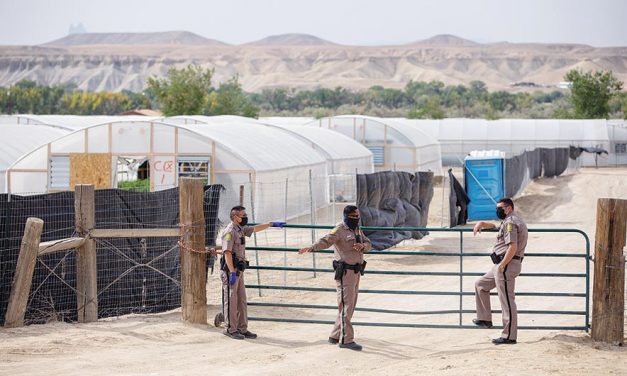 Police start shutting down hemp farms