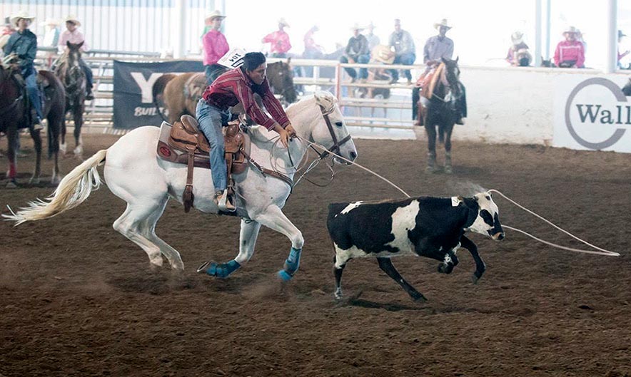 Left-handed roper emerges as competitor in chute-dogging