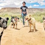 ‘You see them everywhere’: Couple works to remedy rez’s stray dog problem
