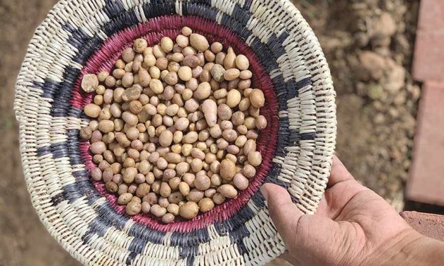 Tiny tuber ‘rematriated’ to Indigenous farmers