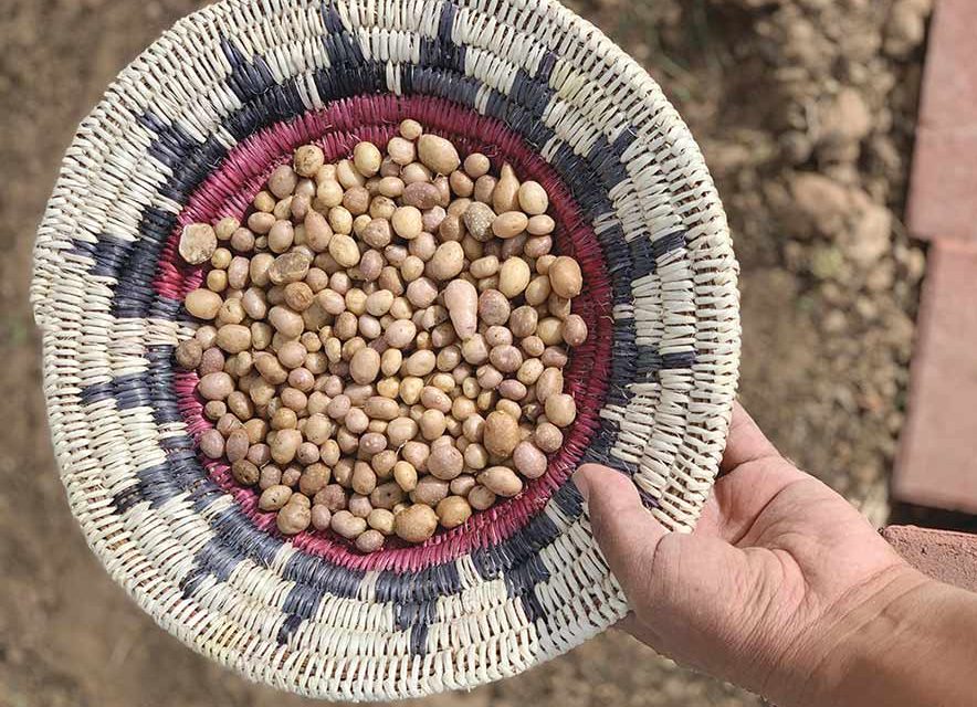 Tiny tuber ‘rematriated’ to Indigenous farmers