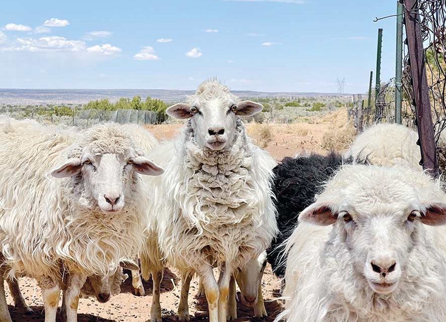 Saving shepherds: Co-op aims to help wool growers stay in business