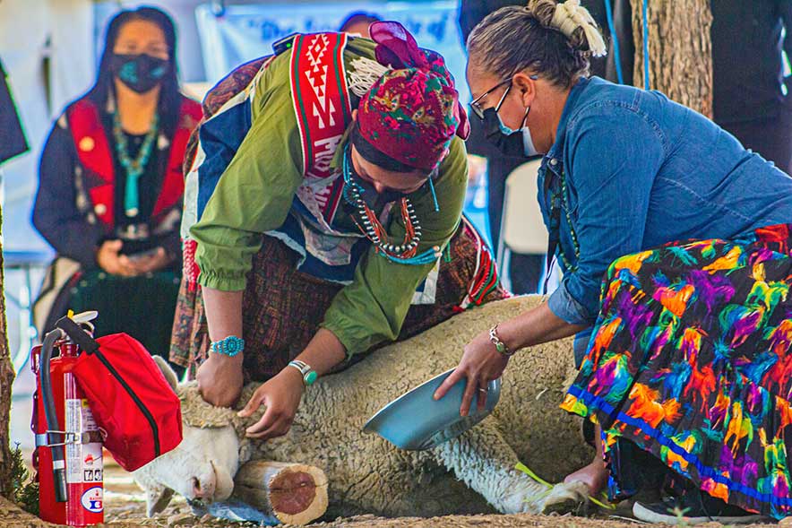 The main event: Sheep butchering kicks off Miss Navajo Nation contest