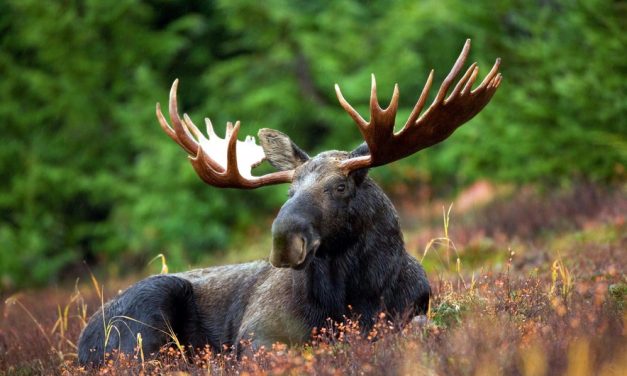Deeteelí brings ‘good’ message:  Shiras moose sighted in Diné Bikéyah