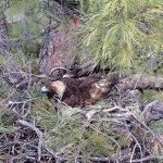 Navajo Fish and Wildlife joins national effort to promote lead-free hunting for wildlife conservation