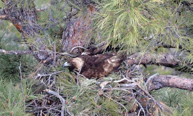 Navajo Fish and Wildlife joins national effort to promote lead-free hunting for wildlife conservation