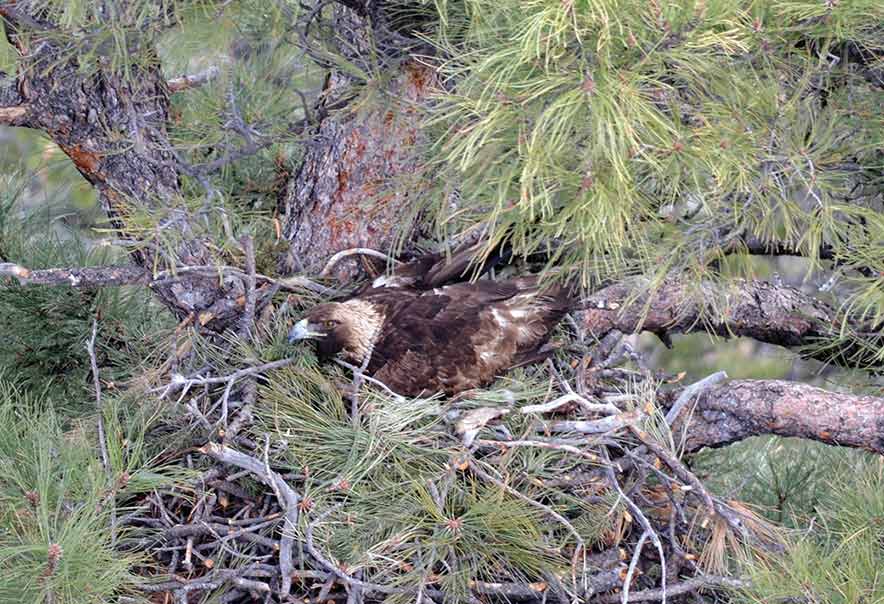 Region Briefs |  Crater closed through May to protect nesting golden eagles