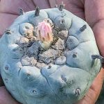 ‘Our way of healing’: Azee’ Bee Nahagha working to protect peyote from state decriminalization