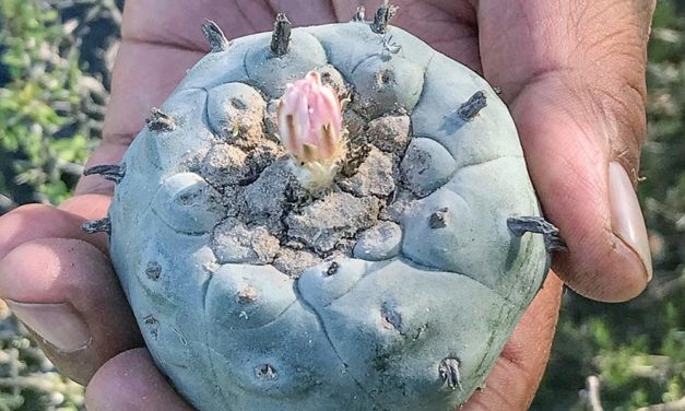 ‘Our way of healing’: Azee’ Bee Nahagha working to protect peyote from state decriminalization
