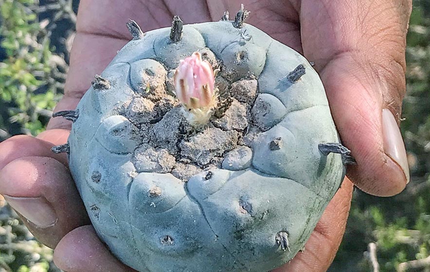 ‘Our way of healing’: Azee’ Bee Nahagha working to protect peyote from state decriminalization