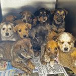 Navajo Nation animal shelters surging with unwanted dogs, cats: Part I