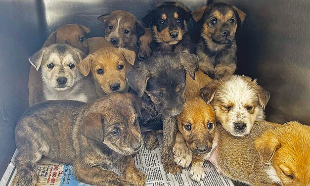 Navajo Nation animal shelters surging with unwanted dogs, cats: Part I