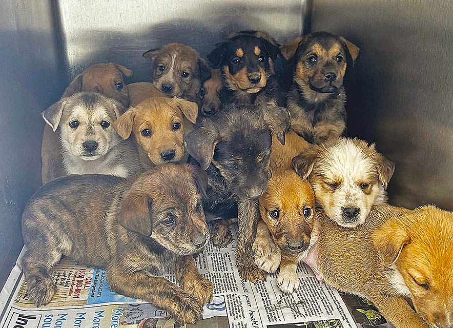 Navajo Nation animal shelters surging with unwanted dogs, cats: Part I