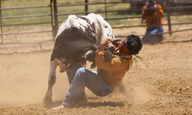 A good turnout: Memorial jackpot bulldogging attracts top pro steer wrestlers