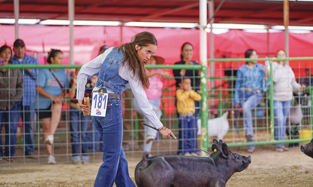 Family affair: Sanders siblings win showmanship awards