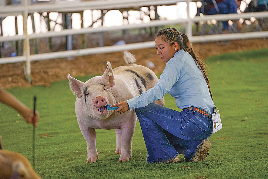 Colorado Diné ends 4-H term with Grand Champion Steer