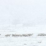 Climate change in Diné Bikéyah: a crisis of land, water, and wildlife