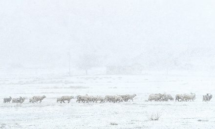 Climate change in Diné Bikéyah: a crisis of land, water, and wildlife