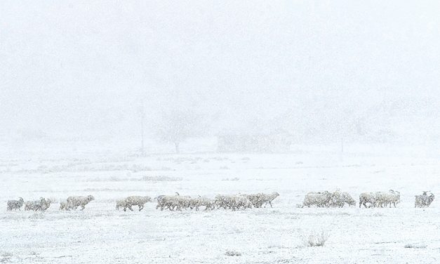 Climate change in Diné Bikéyah: a crisis of land, water, and wildlife