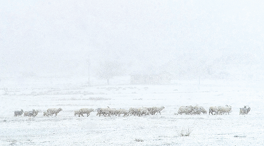 Climate change in Diné Bikéyah: a crisis of land, water, and wildlife