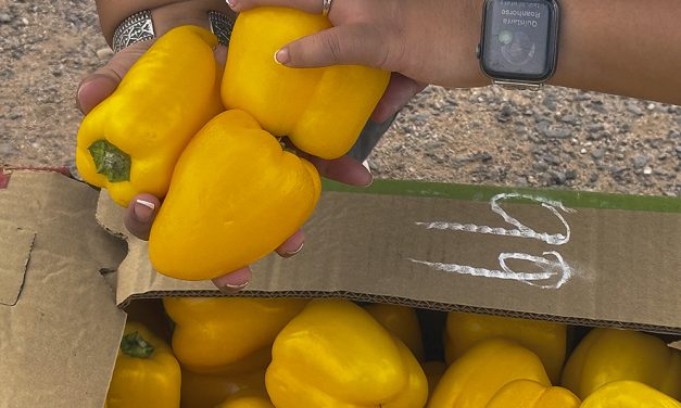 Judge orders USDA to pay SNAP benefits during shutdown