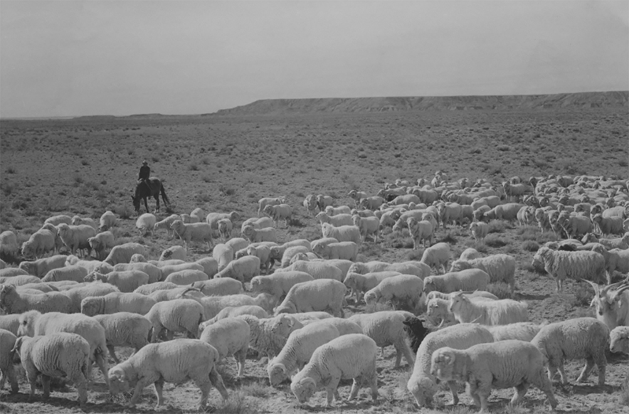 Echoes of resilience: Diné voices return in ‘Our Livestock Will Never Diminish’