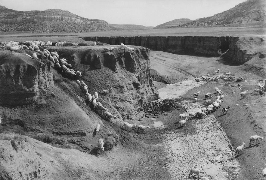 Echoes of resilience: Diné voices return in ‘Our Livestock Will Never Diminish’