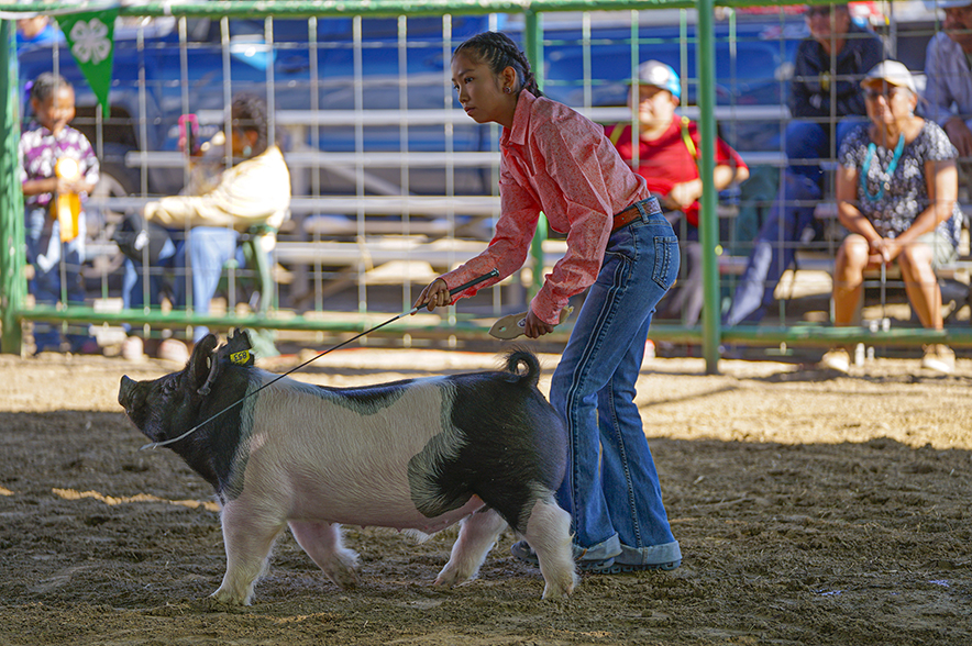 Upper Fruitland 4-Her impresses judge in round robin competition