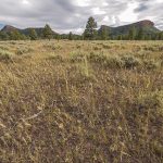 Appeals court revives Utah challenge to Bears Ears, Grand Staircase boundaries