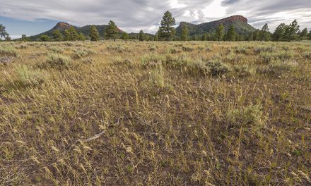 Appeals court revives Utah challenge to Bears Ears, Grand Staircase boundaries