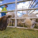 Livestock return brings relief, raises long-term questions for Diné ranchers