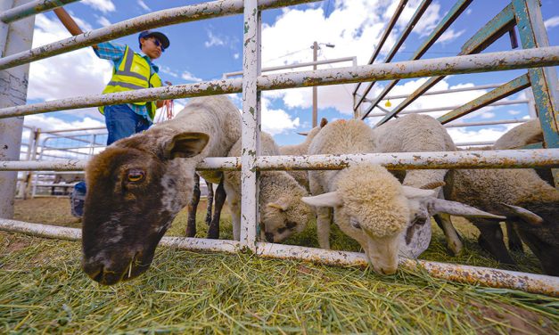 Livestock return brings relief, raises long-term questions for Diné ranchers