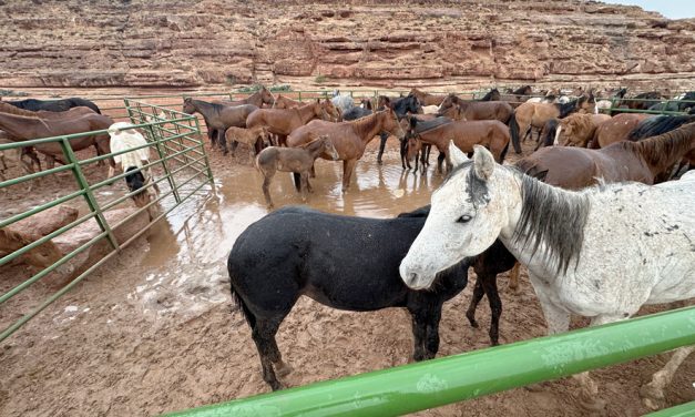 Drought forces feral horse removal in Bitter Springs