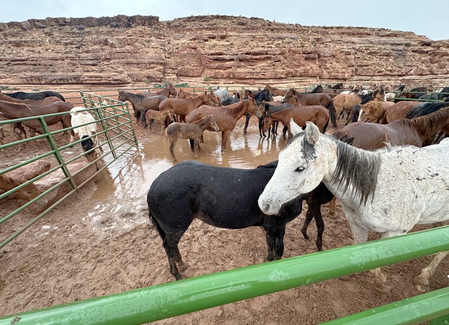 Drought forces feral horse removal in Bitter Springs