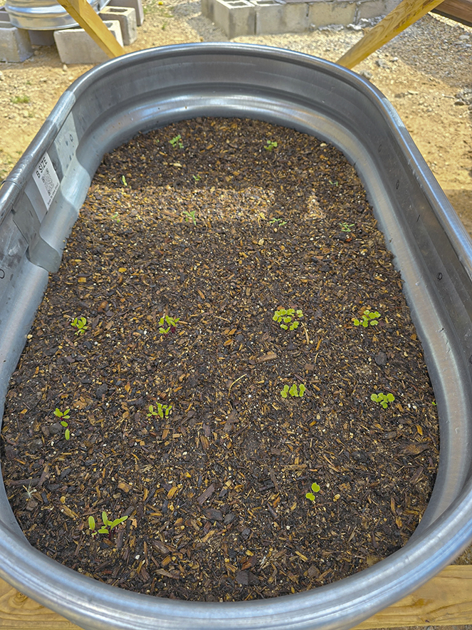 Navajo agrivoltaics takes shape