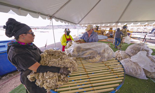 Market returns: Navajo wool buybacks bridge generations, survival