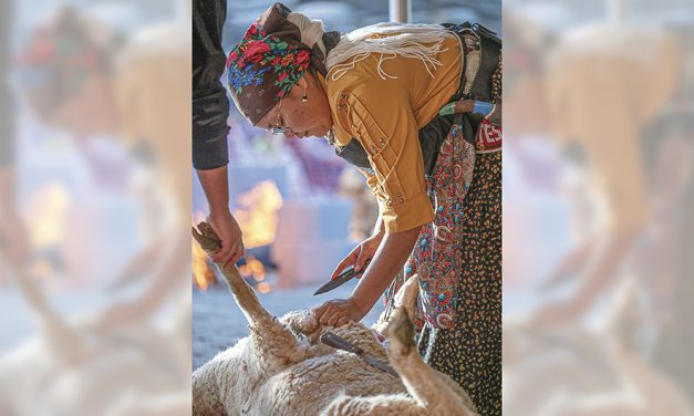 Miss Navajo Nation pageant opens with sheep-butchering competition