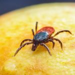 Tséhootsooí doctor warns of summer rise in tick-borne, mosquito illnesses