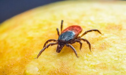 Tséhootsooí doctor warns of summer rise in tick-borne, mosquito illnesses