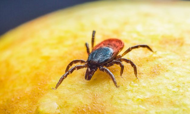 Tséhootsooí doctor warns of summer rise in tick-borne, mosquito illnesses