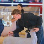 Grand Champion<br> ‘Little Hoss’ tops field in lamb division