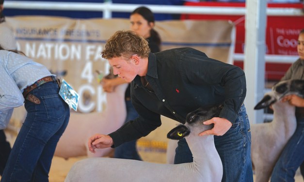 Grand Champion<br> ‘Little Hoss’ tops field in lamb division