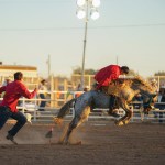 Wild Horse Race<br>Whitehorse Bros continue winning streak
